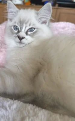 Ragdoll kocourek