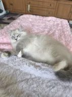 Ragdoll kocourek