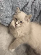 Ragdoll kocourek