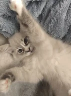 Ragdoll kocourek