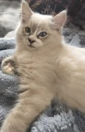 Ragdoll kocourek