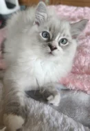 Ragdoll kocourek