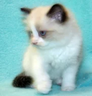 RAGDOLL KOŤÁTKA :