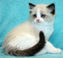 RAGDOLL KOŤÁTKA :