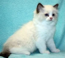 RAGDOLL KOŤÁTKA :