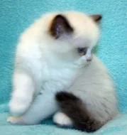 RAGDOLL KOŤÁTKA :