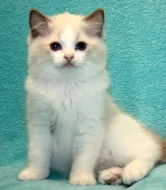 RAGDOLL KOŤÁTKA :