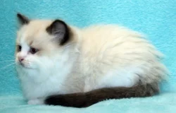 RAGDOLL KOŤÁTKA :