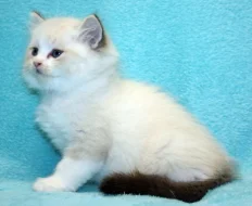 RAGDOLL KOŤÁTKA :