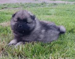 Německý špic vlčí / keeshond prodám štěňata s PP
