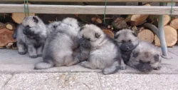 Německý špic vlčí / keeshond prodám štěňata s PP
