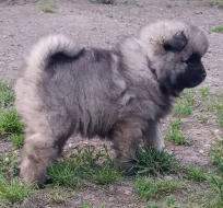 Německý špic vlčí / keeshond prodám štěňata s PP