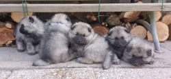 Německý špic vlčí / keeshond prodám štěňata s PP