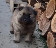 Německý špic vlčí / keeshond prodám štěňata s PP