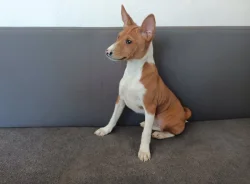 Basenji - prodám štěňata bez pp