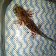 Axolotl