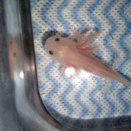 Axolotl