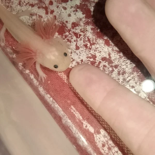 Axolotl