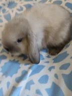 Zakrslí beránci minilopi