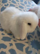 Zakrslí beránci minilopi
