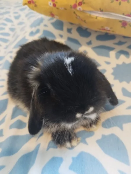 Zakrslí beránci minilopi