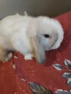 Zakrslí beránci minilopi