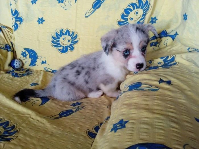 Welsh Corgi