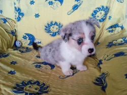 Welsh Corgi