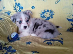 Welsh Corgi