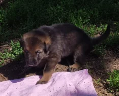 Fenka NO s PP tmavě vlkošedá