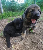 Fenka NO s PP tmavě vlkošedá