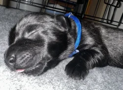 Skye terrier s PP