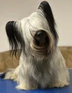 Skye terrier s PP