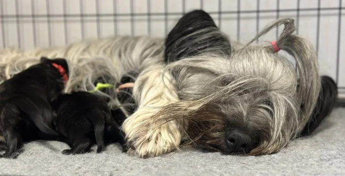 Skye terrier s PP