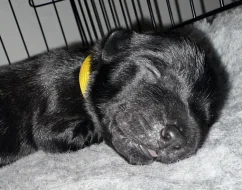 Skye terrier s PP