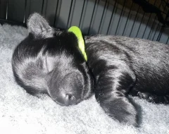 Skye terrier s PP