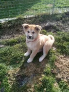 Akita-Inu nádherná fenka