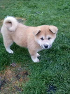 Akita-Inu nádherná fenka