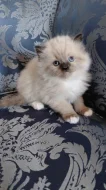 Ragdoll koťátka
