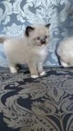 Ragdoll koťátka