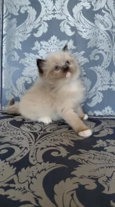 Ragdoll koťátka
