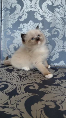 Ragdoll koťátka