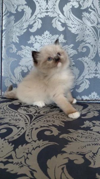 Ragdoll koťátka