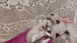Ragdoll koťátka