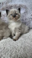 Ragdoll koťátka