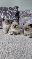 Ragdoll koťátka