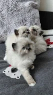 Ragdoll koťátka