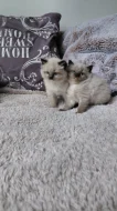 Ragdoll koťátka