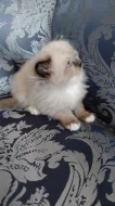 Ragdoll koťátka