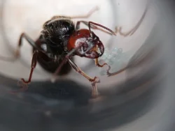 Mravenec zrnojed (Messor barbarus)